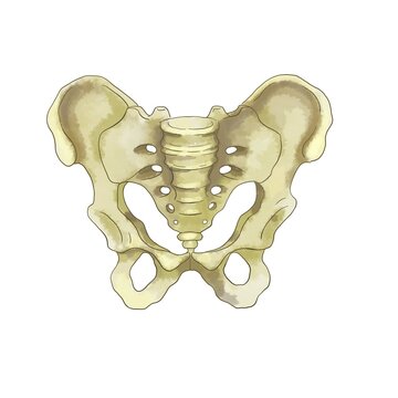Skeleton bones, human pelvic bone. Anatomical illustration for medical education posters, products, website design, product printing and other uses. Isolated drawing on a white background.