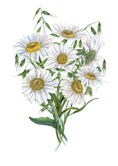 Bouquet of daisy with wild oats isolated on white background. White Chamomile. Watercolor illustration of meadow flowers. For wedding invitation, birthday cards, poster, textile design, pattern