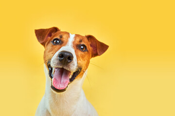 Headshot Portrait of cute funny dog jack russell terrier