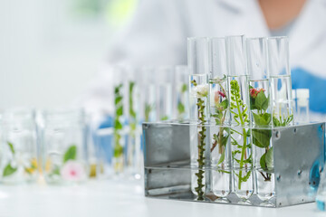 eco skin care beauty products in laboratory development concept, Natural drug research with organic plants and scientific extraction in glassware, Alternative green herb medicine for body health care