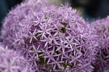 Bumblebee in allium giganteum - obrazy, fototapety, plakaty