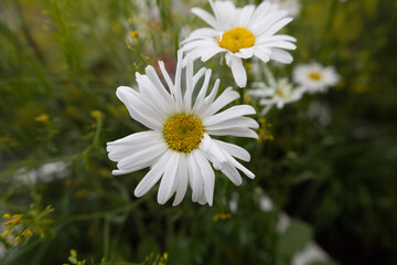 daisies in the garden