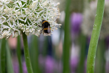 Bumblebee in allium giganteum