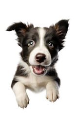 Adorable Border Collie puppy jumping. High angle view. Isolated transparent background