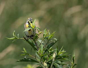 a dickcissel perched on a branch with green leaves all around