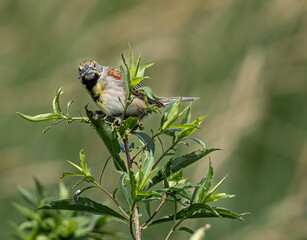 a dickcissel perched on a branch with green leaves all around