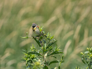 a dickcissel perched on a branch with green leaves all around
