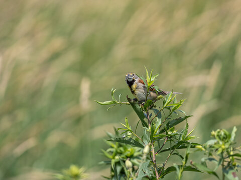 a dickcissel perched on a branch with green leaves all around