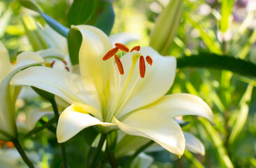 Obraz premium Yellow lily flower growing in a summer garden on a warm summer day
