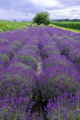 Rows of bushes of bright blooming purple lavender on a field in Styria