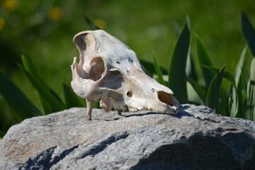 White skull of animal on rock and green grass for background at sunny day - obrazy, fototapety, plakaty