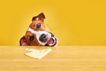 Jack Russell terrier dog eat meal from a table.