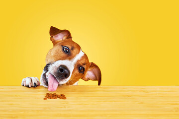 Jack Russell terrier dog eat meal from a table. - obrazy, fototapety, plakaty