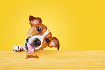 Foto op Plexiglas Jack Russell terrier dog eat meal from a table. © Inna Vlasova