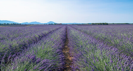 Obraz na płótnie Canvas Champs de lavandes en fleurs sur le plateau de Valensole, en Provence, Sud de la France.