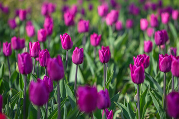 Purple tulips close-up. Flower festival. A blooming field of multicolored tulips in close-up as a concept of a holiday and spring.