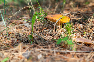 Oiler mushroom growing in a coniferous forest among pine needles. Edible mushroom in a summer pine forest clearing. Weeping bolete. Suillus granulatus. Selective focus.