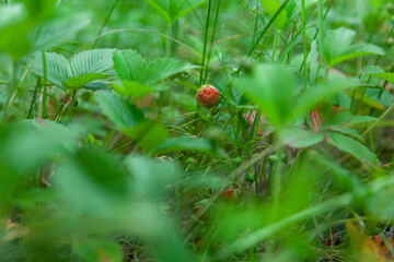 A green beetle sits on a red Wild Strawberry berry. A small roundish juicy аromantic fruit of Wild...