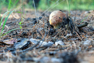 Cep mushroom growing in a coniferous forest among pine needles and cones. Edible mushroom in a summer pine forest clearing. Penny Bun. Porcino or Porcini. Boletus edulis. Selective focus.