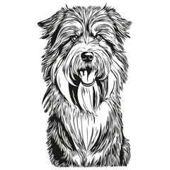 Bearded Collie dog hand drawn logo drawing black and white line art pets illustration sketch drawing