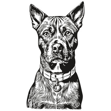 American Staffordshire Terrier dog line illustration, black and white ink sketch face portrait in vector sketch drawing