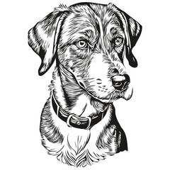 Bluetick Coonhound dog pet silhouette, animal line illustration hand drawn black and white vector sketch drawing