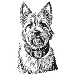 Border Terrier dog face vector portrait, funny outline pet illustration white background