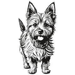 Cairn Terrier dog hand drawn logo drawing black and white line art pets illustration realistic pet silhouette