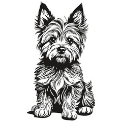 Cairn Terrier dog pet sketch illustration, black and white engraving vector realistic breed pet