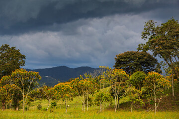 Green hills in Colombia