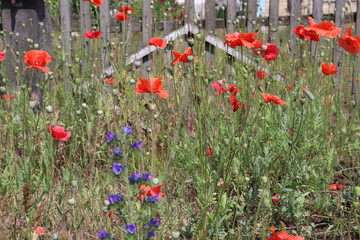 Red poppy in the field, close up.