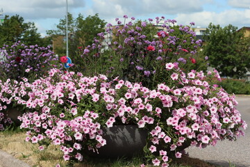 Sweden. Petunia is genus of 20 species of flowering plants of South American origin. The popular flower of the same name derived its epithet from the French.