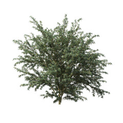 bush isolate on a transparent background, 3D illustration, cg render
