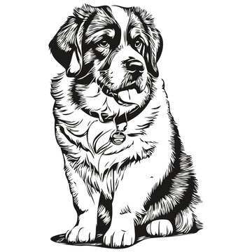 Saint Bernard dog outline pencil drawing artwork, black character on white background realistic breed pet