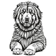 Tibetan Mastiff dog logo vector black and white, vintage cute dog head engraved realistic breed pet