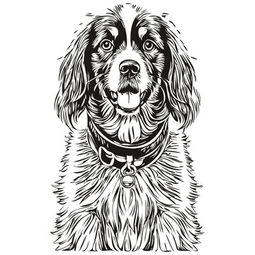 Spaniel Boykin dog cartoon face ink portrait, black and white sketch drawing, tshirt print