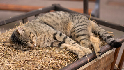 Striped cat sleeps sweetly in the hay. Cute pet relax. Cat life. Farm and domestic animal. Photo closeup © Mikhail