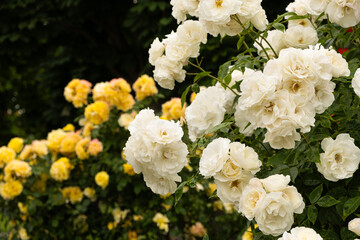 Lots of white and yellow roses in the garden. Gardening, growing roses.