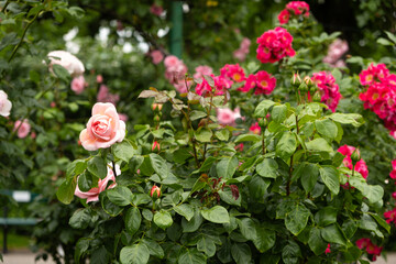 Obraz na płótnie Canvas Soft pink roses in the garden in the park. Cultivation of roses, gardening