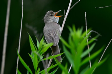 Marsh warbler // Sumpfrohrsänger (Acrocephalus palustris)