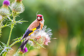 European goldfinch, feeding on the seeds of thistles. Carduelis carduelis.