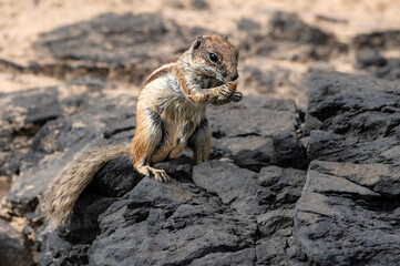 Barbary ground squirrel, atlantoxerus getulus, invasive species scavenging for food amongst rocks, Costa Calma, Fuerteventura