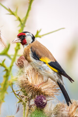 European goldfinch, feeding on the seeds of thistles. Carduelis carduelis.