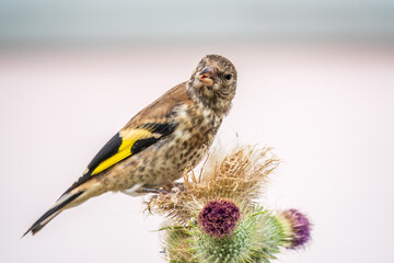 European goldfinch with juvenile plumage, feeding on the seeds of thistles. Carduelis carduelis.