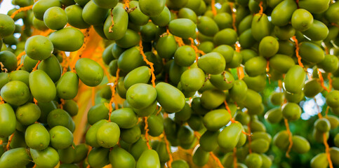 green dates on tree for background