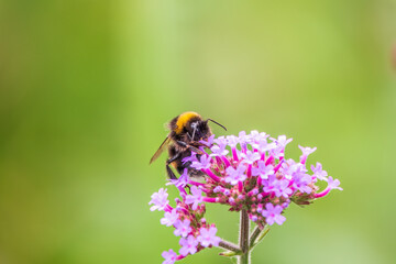 Bumble-bee sitting on Verbena purple flower in green garden