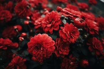 Obraz premium red poppy flowers on dark background