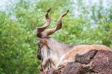 Close-up portrait of Markhor, Capra falconeri, wild goat native to Central Asia, Karakoram and the Himalayas