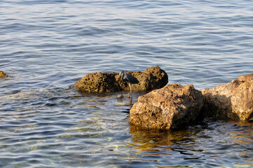Fototapeta premium Eastern reef heron or Egretta sacra hunts for fish on a coastal reef of the Red Sea in Egypt