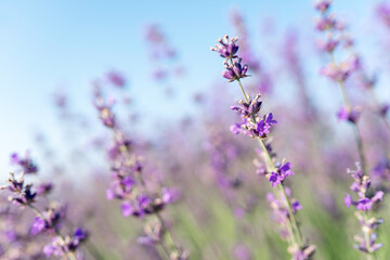 Naklejka premium Blurred nature scenes Lavender flowers beautiful nature field scene in sunlight Lavender flower background. Dawn in a lavender field.